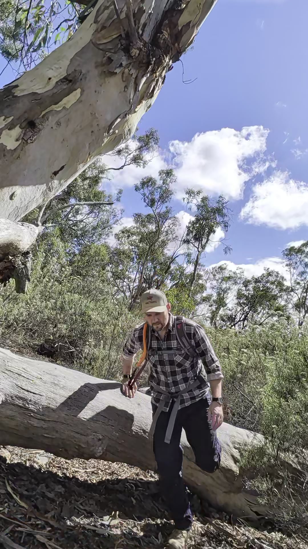 Trent navigating fallen timber in the Victorian high country
